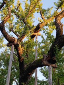 The branch supports and the way they were fixed using natural materials seemed nurturing and loving to me. 