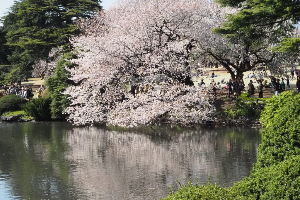 Cherry Blossom Time Japan 