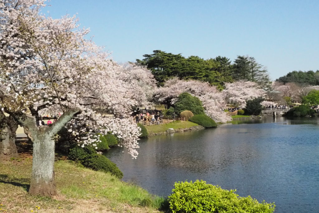 Cherry Blossom Time Japan 