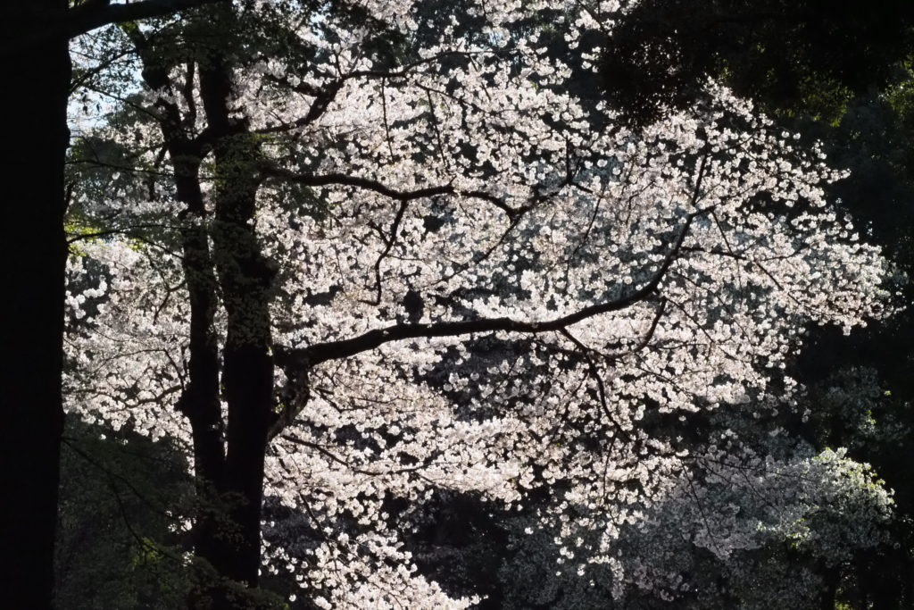 Cherry Blossom Time Japan 