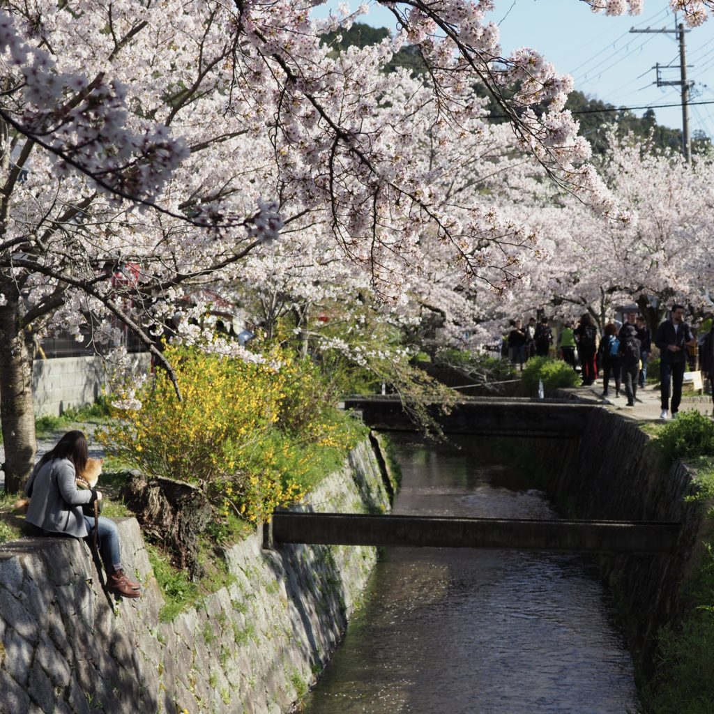 Cherry Blossom Time Japan 