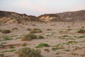Raz al Jinz, Oman