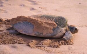 Raz al Jinz, Oman