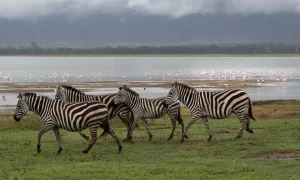 Brilliant Zebra Design