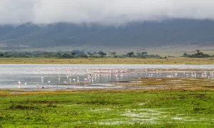 Ngorongoro Crater Tanzania Showplace