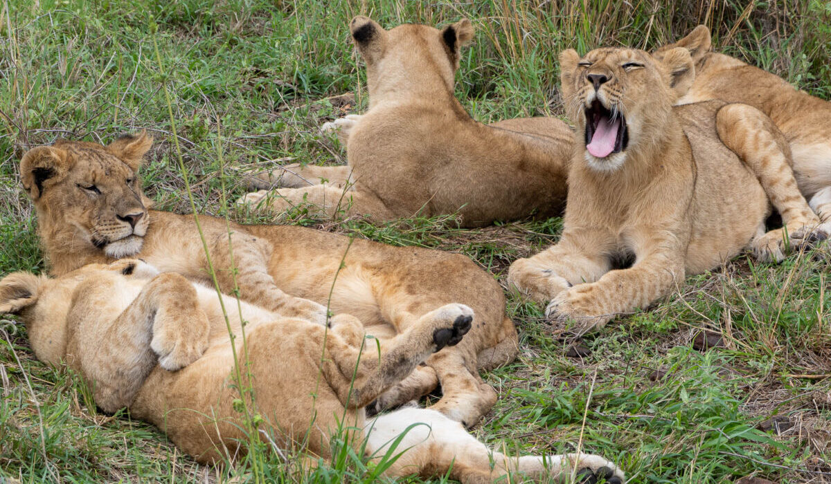 Safari Surprises