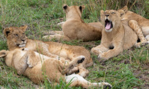 Safari Surprises