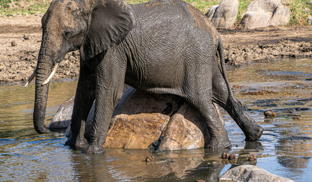 Enjoying Elephants on Safari in Tanzania