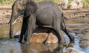 Enjoying Elephants on Safari in Tanzania